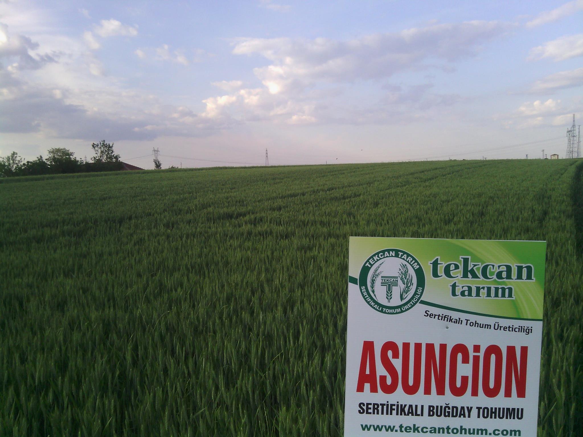 asuncion