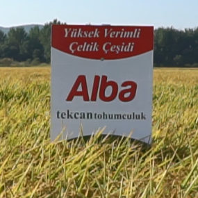 çeltik tohumu