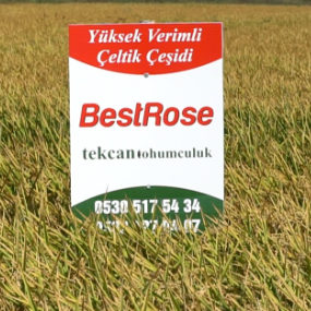 çeltik tohum
