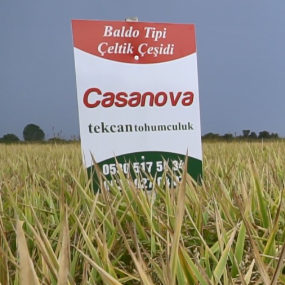 çeltik