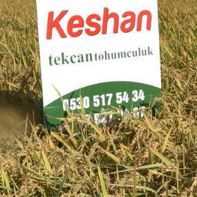 çeltik