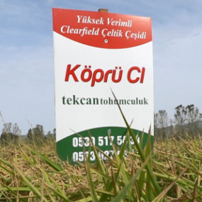 çeltik