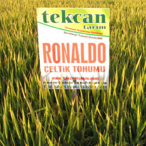 çeltik