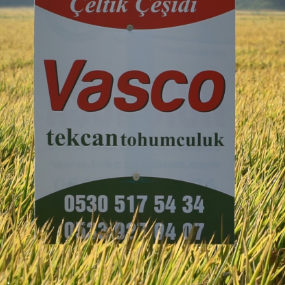 çeltik
