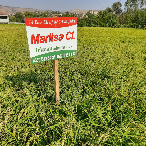 maritsa