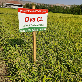 ova