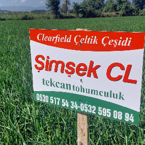 simsek cl
