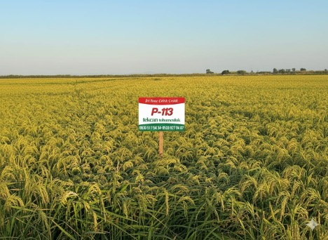 P-113